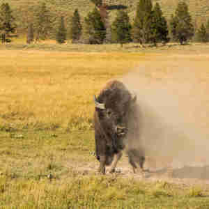 Yellowstone Bison