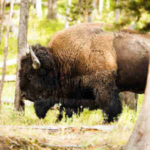 Yellowstone Bison 2