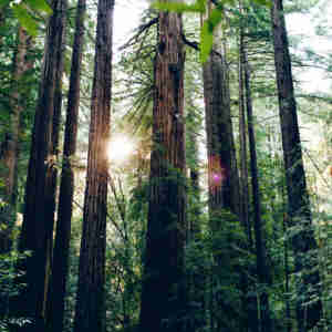Muir Woods, California